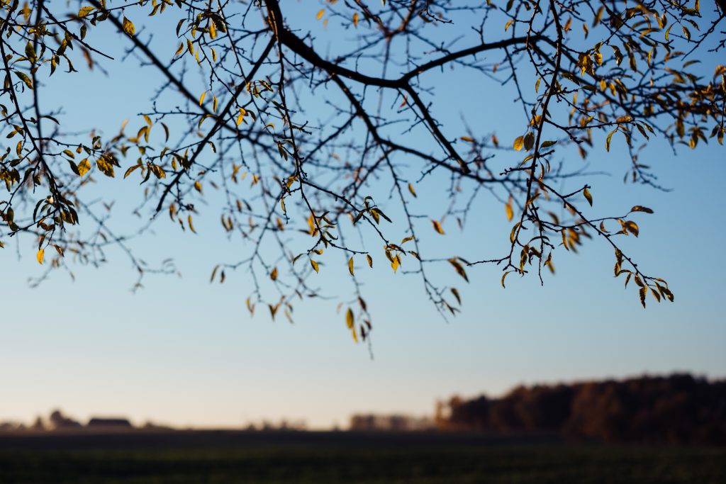 Autumn tree branches in the afternoon light - free stock photo