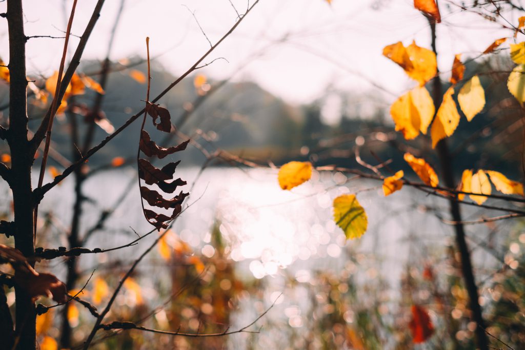 Autumn tree twigs by the lake - free stock photo