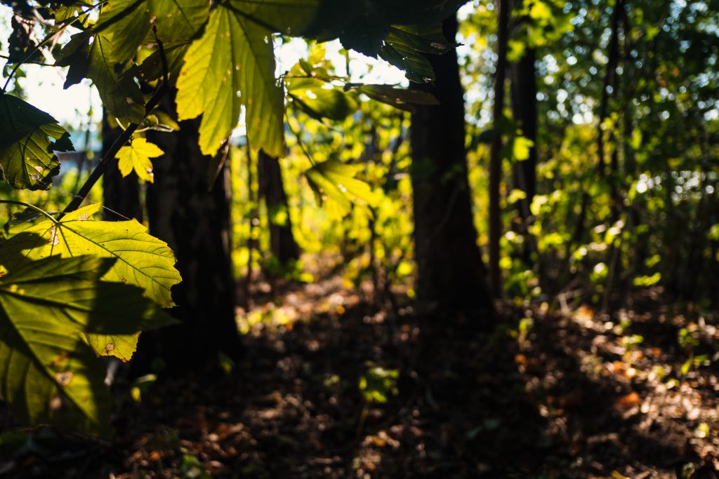 Blurred forest in the atfernoon light - free stock photo