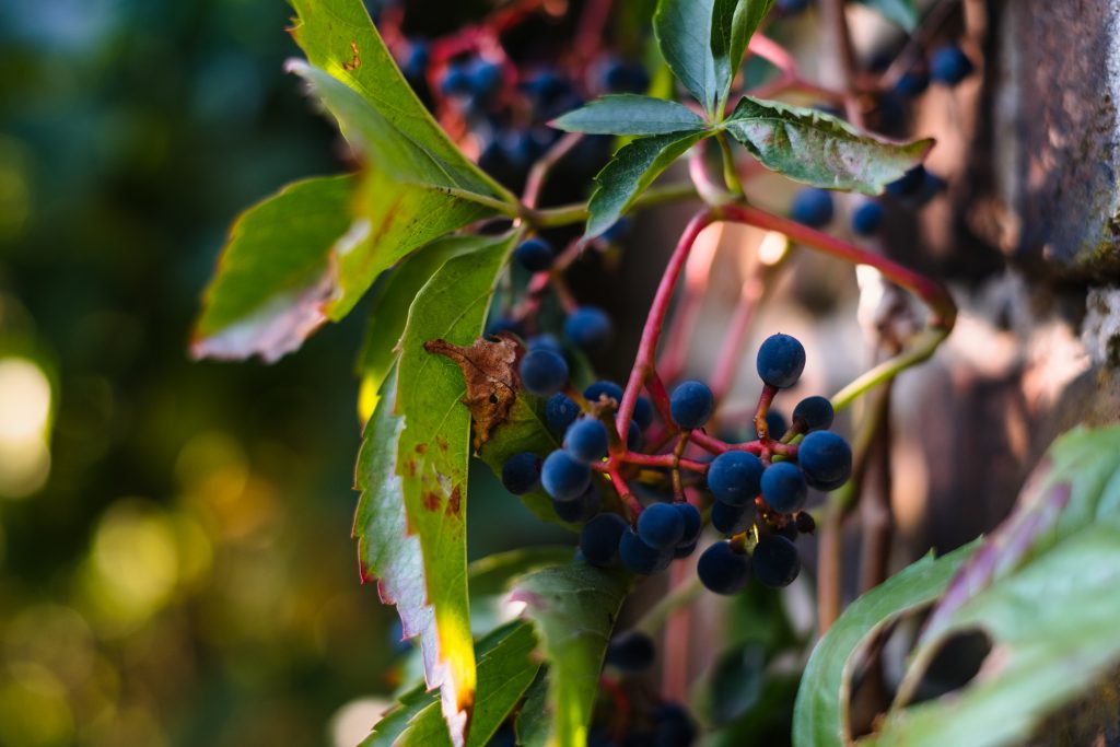 decorative_grapes_on_a_wall_closeup-1024