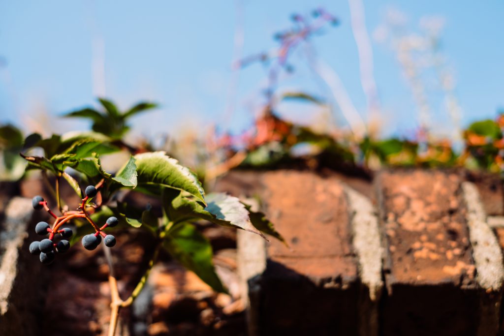 Dacorative grapes on a wall closeup 2 - free stock photo