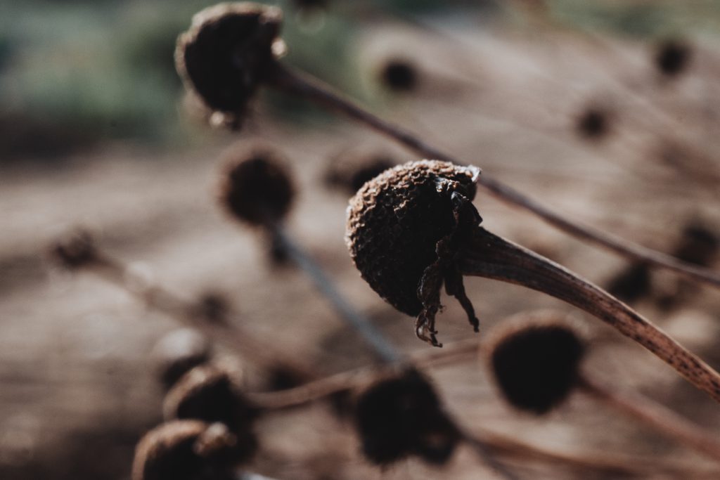 dried_flower_buds_closeup-1024x683.jpg