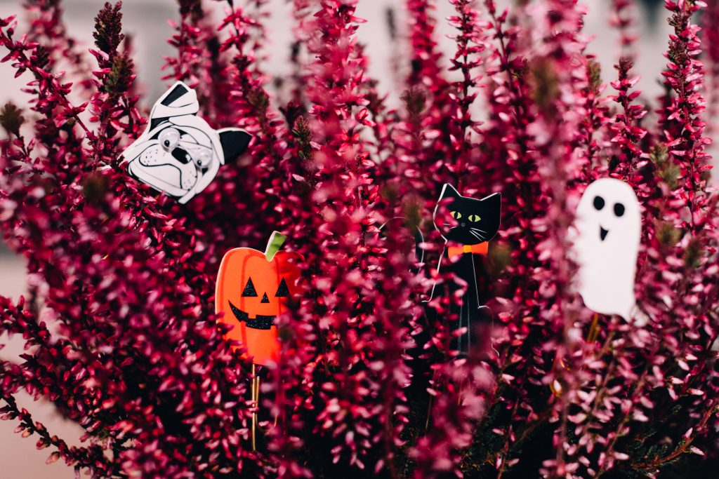 Halloween paperclips hidden in a heather flower - free stock photo