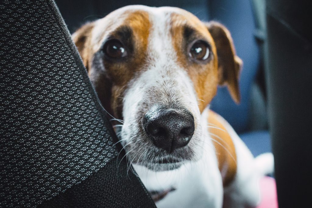 jack_russell_terrier_in_the_car_closeup-1024x683.jpg