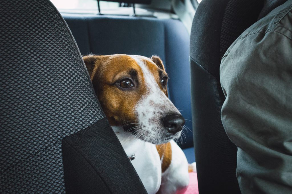 Jack Russell Terrier in the car closeup 2 - free stock photo