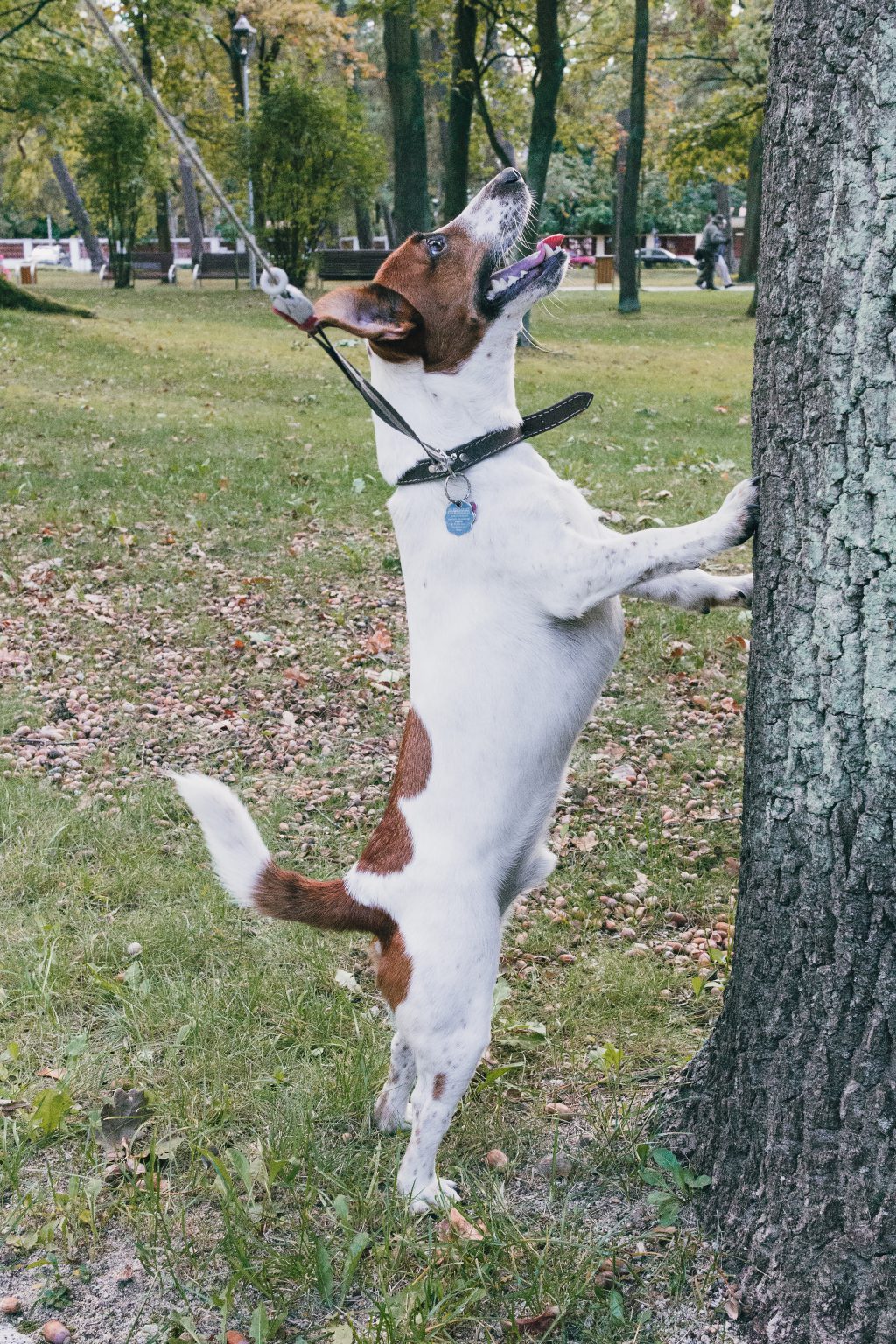 Jack Russell Terrier in the park - free stock photo