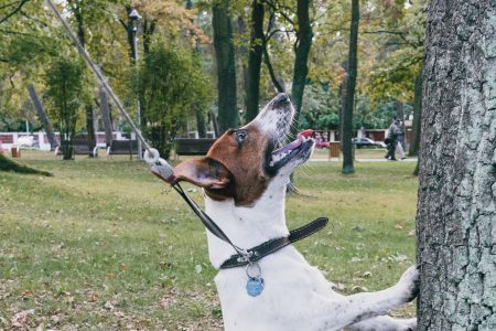 Jack Russell Terrier in the park - free stock photo