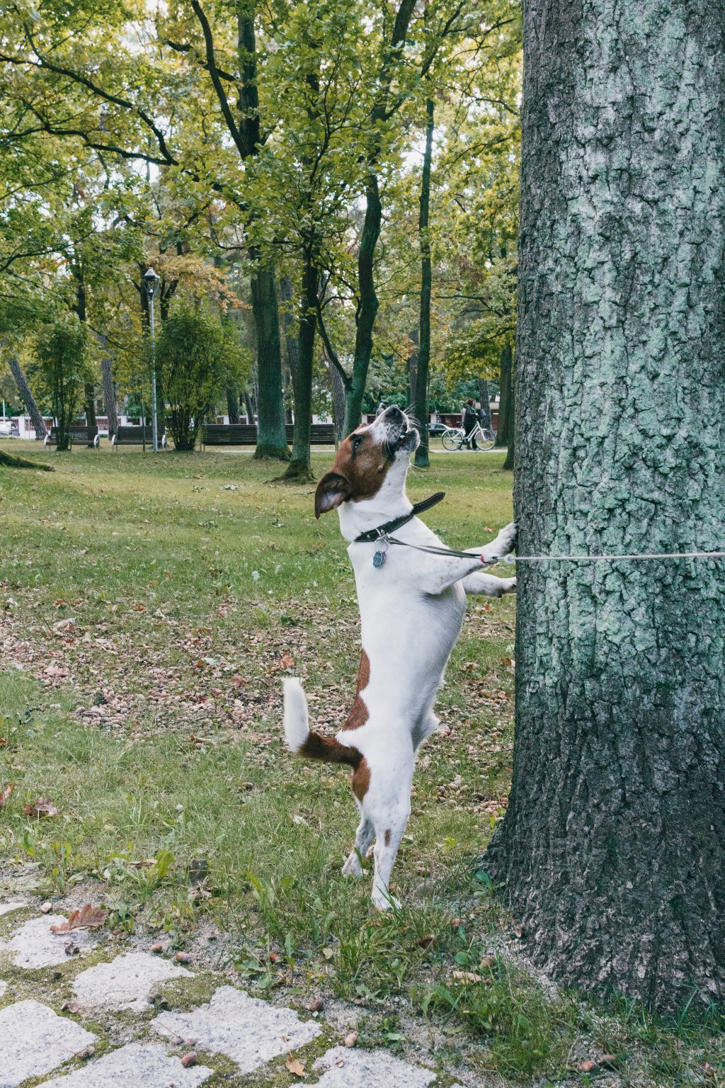 Jack Russell Terrier in the park 2 - free stock photo