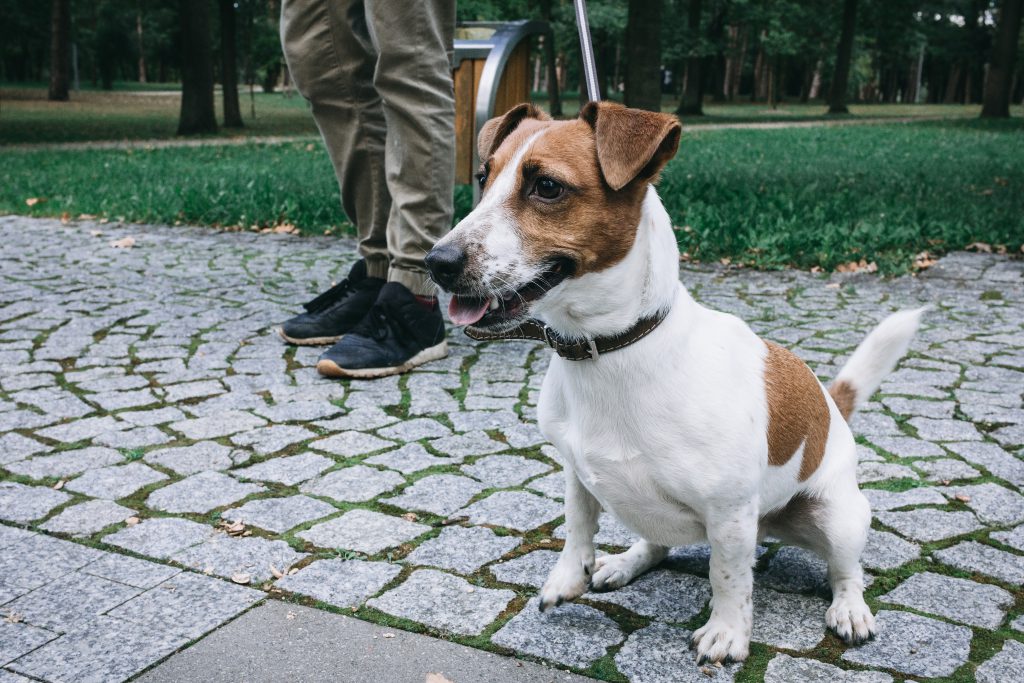 Jack Russell Terrier in the park 3 - free stock photo