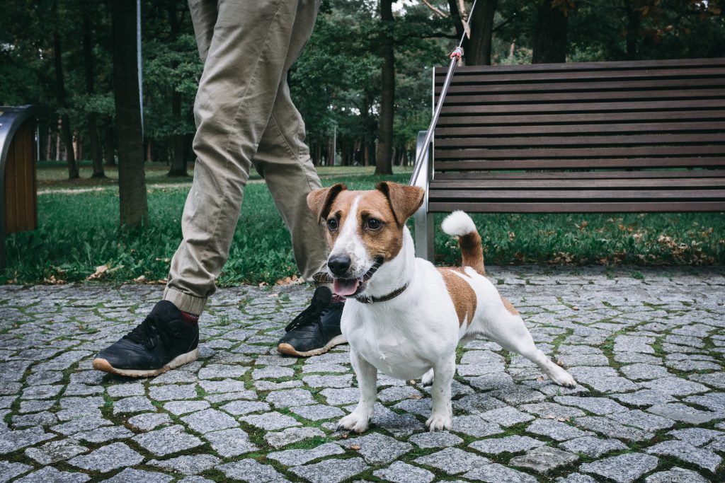 Jack Russell Terrier in the park 4 - free stock photo