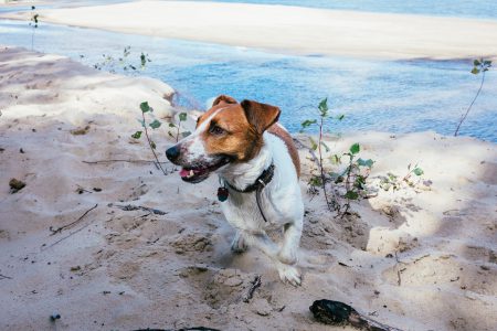 Jack Russell Terrier on a beach - free stock photo