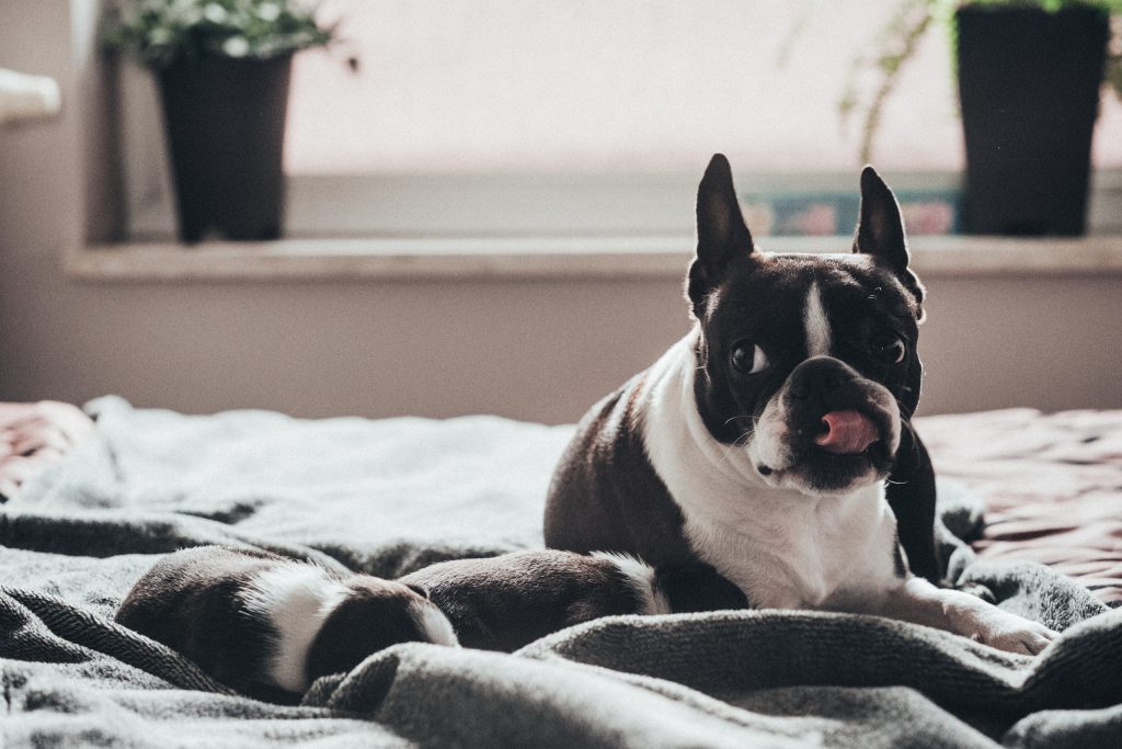 Mother dog resting with her newborn puppies - free stock photo