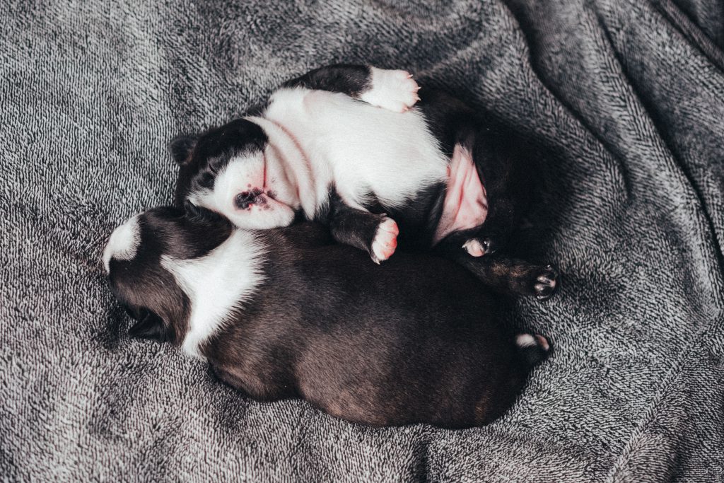 Newborn puppies sleeping - free stock photo