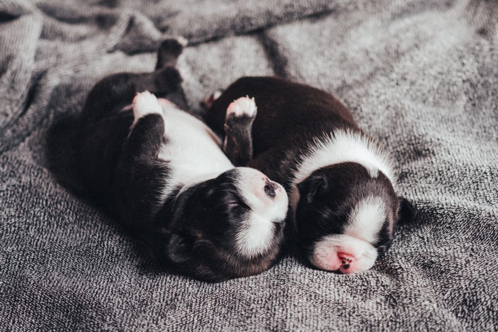 newborn_puppies_sleeping_2-1024x683.jpg