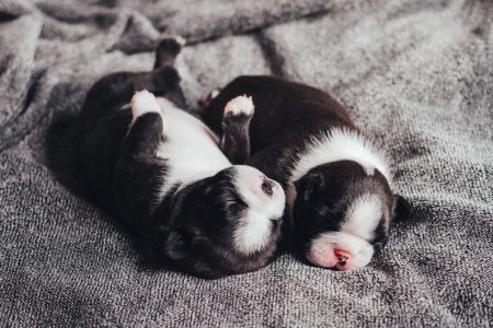 Newborn puppies sleeping 2 - free stock photo