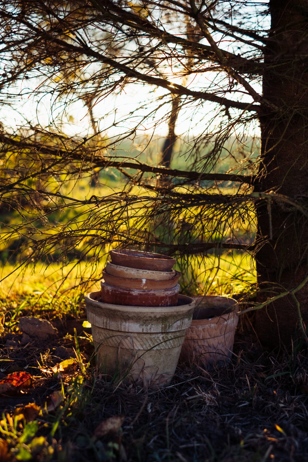 Old clay flower pots under a spruce - free stock photo