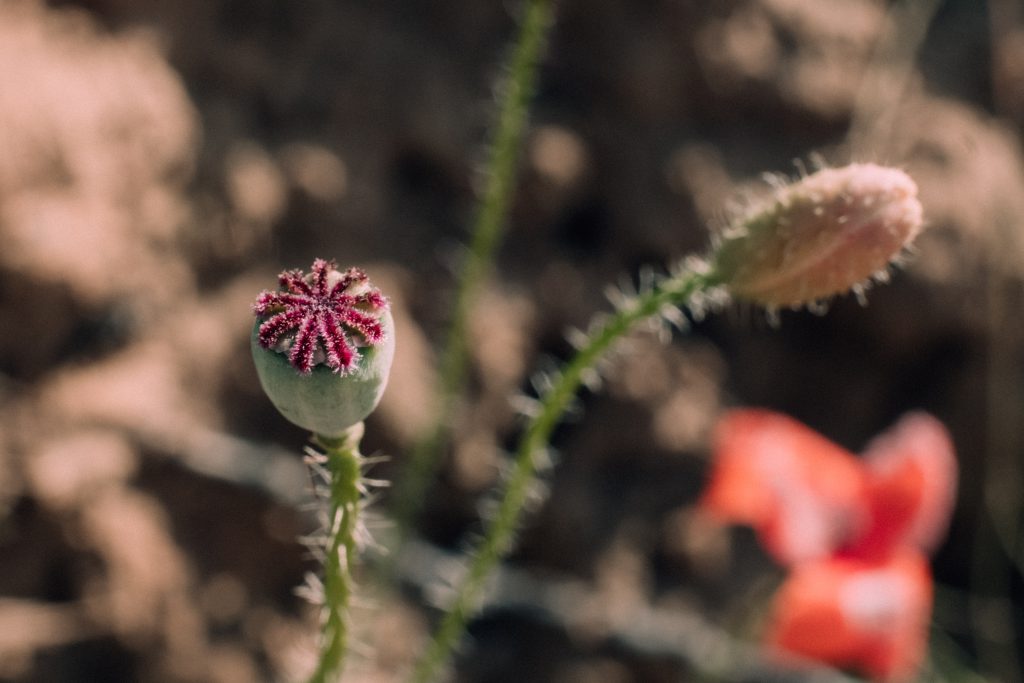 Poppy bud closeup - free stock photo