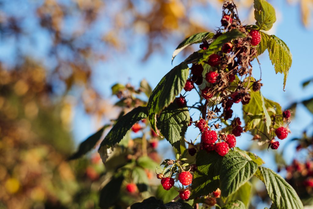 Raspberry bush 2 - free stock photo