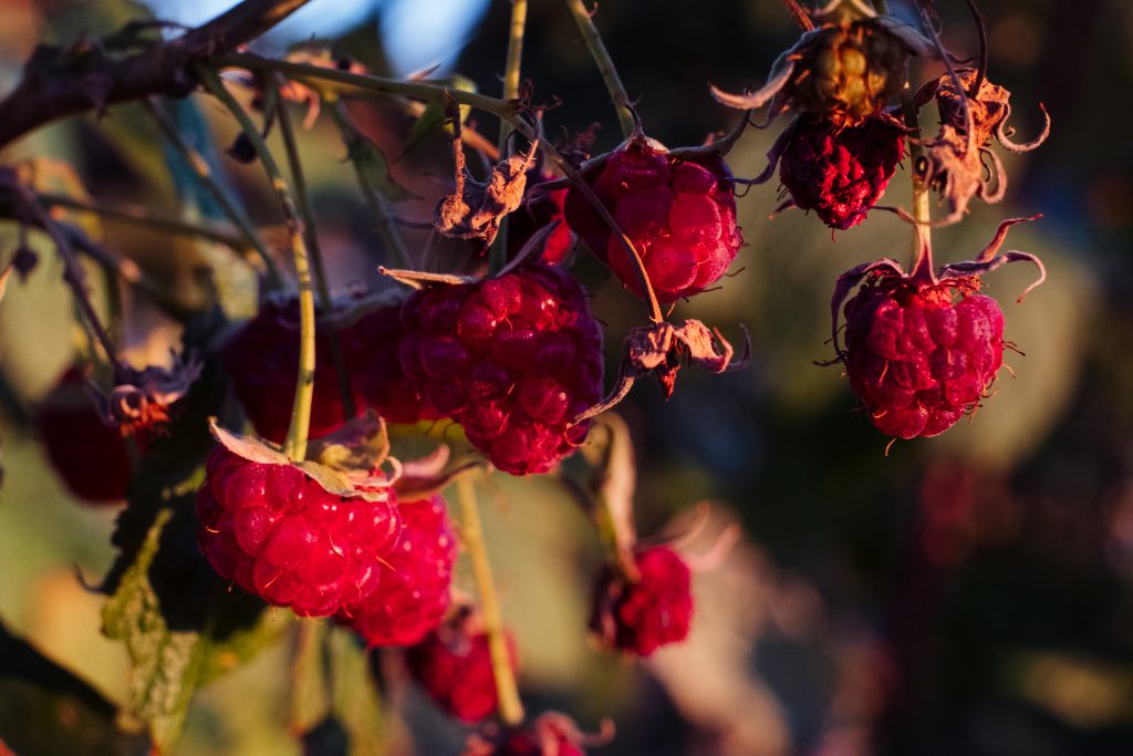 raspberry_bush_closeup-1024x683.jpg