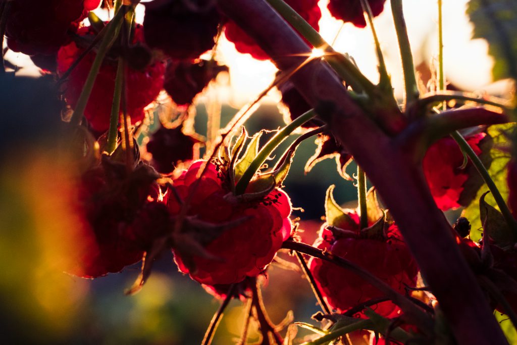 Raspberry bush closeup 2 - free stock photo