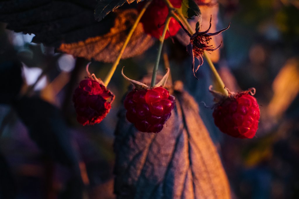 Raspberry bush closeup 3 - free stock photo