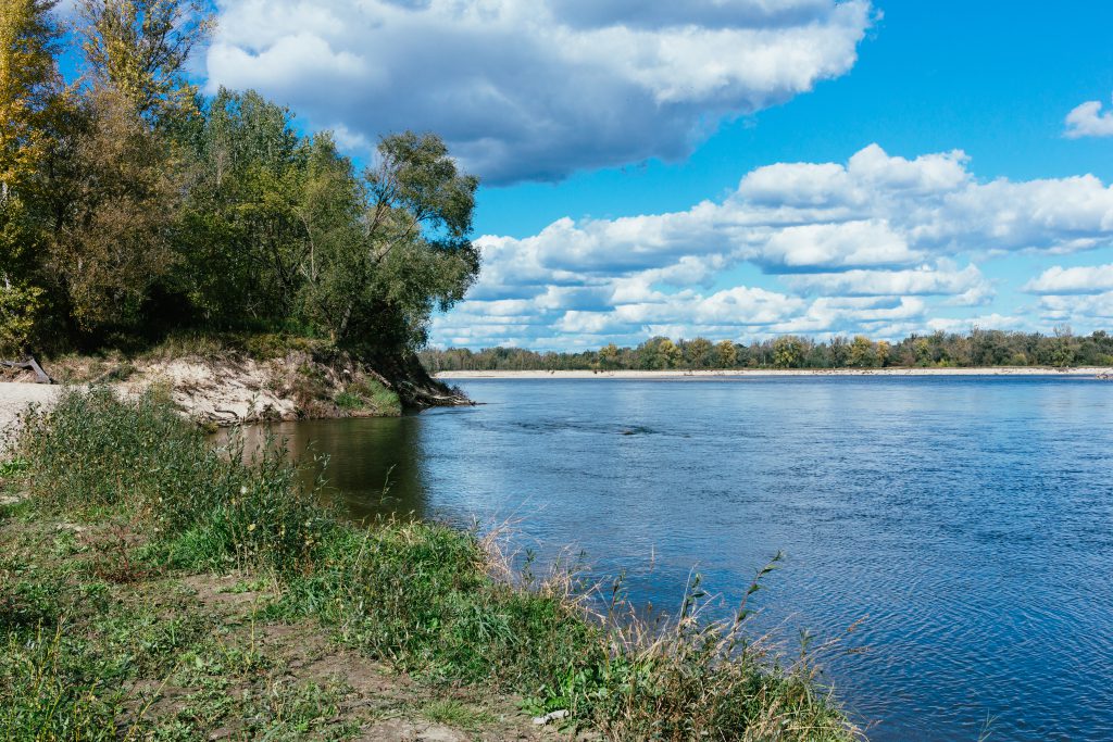 Riverbank flora - free stock photo