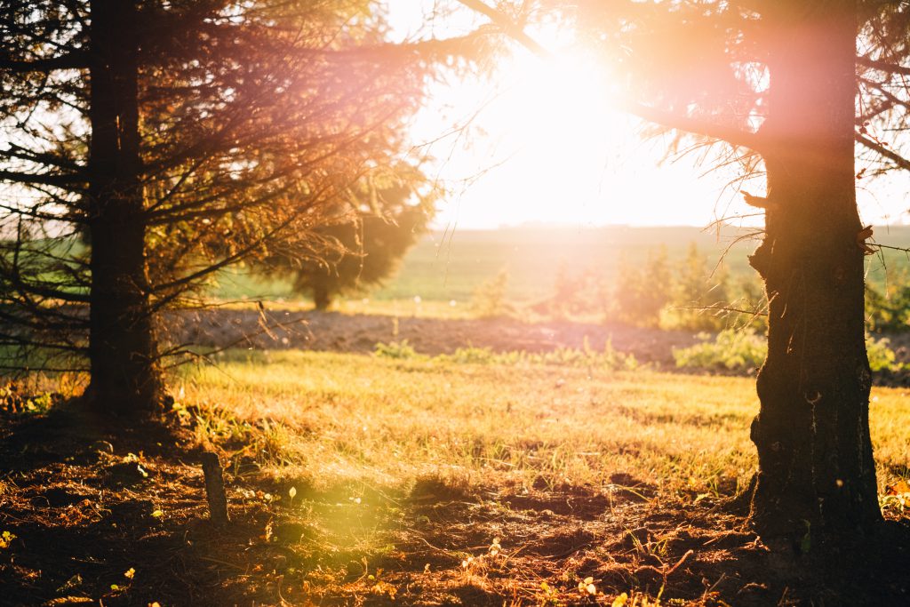 Spruce trunks in the autumn sunset light - free stock photo