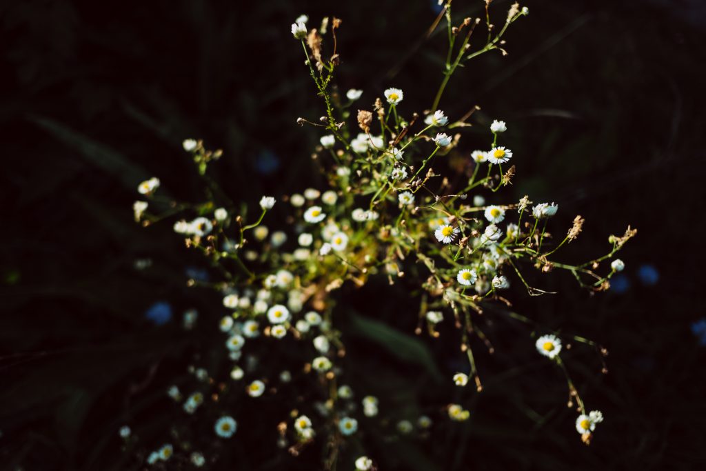 Tiny camomile flowers - free stock photo