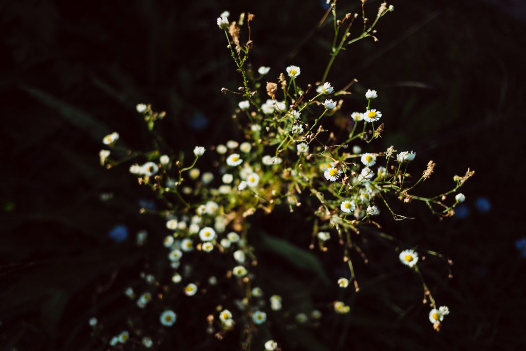 https://freestocks.org/fs/wp-content/uploads/2018/10/tiny_camomile_flowers-1024x683.jpg