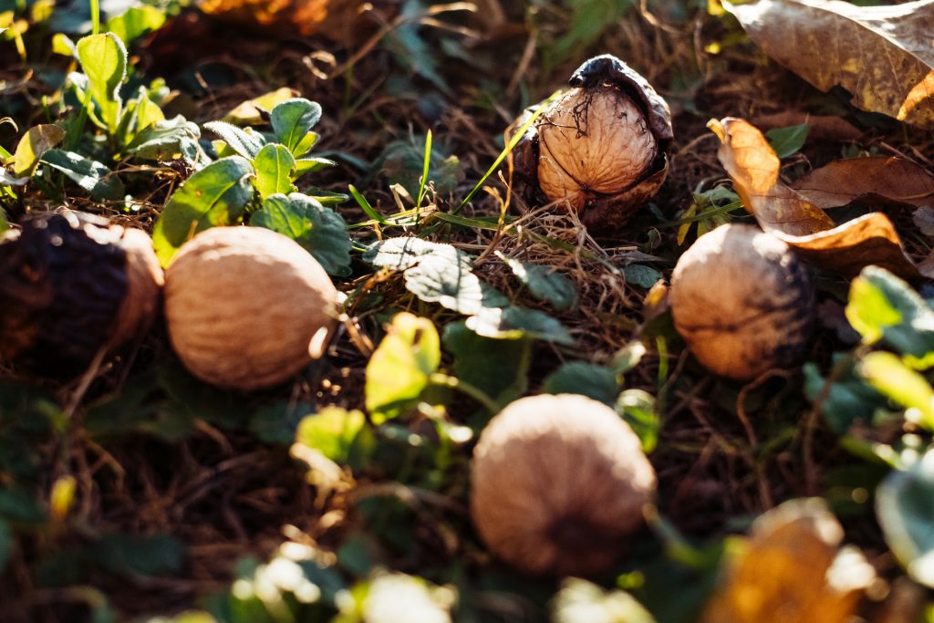 Walnuts on the ground - free stock photo