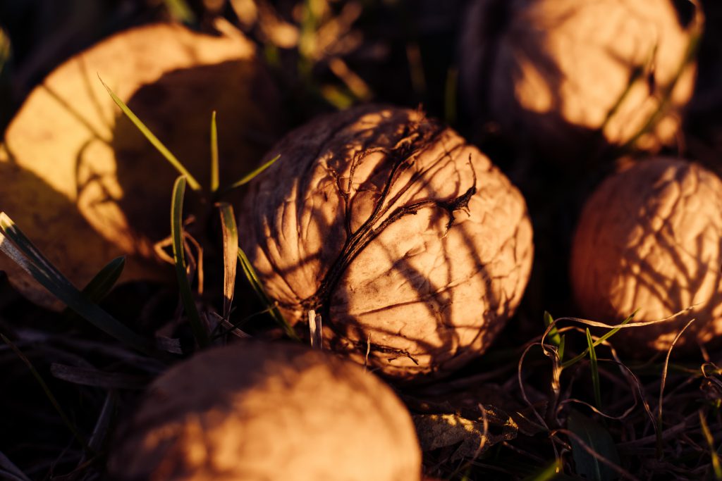 Mesin Super Cracker Nut Buah Sawit Yang Mutakhir Dan Hemat Listrik