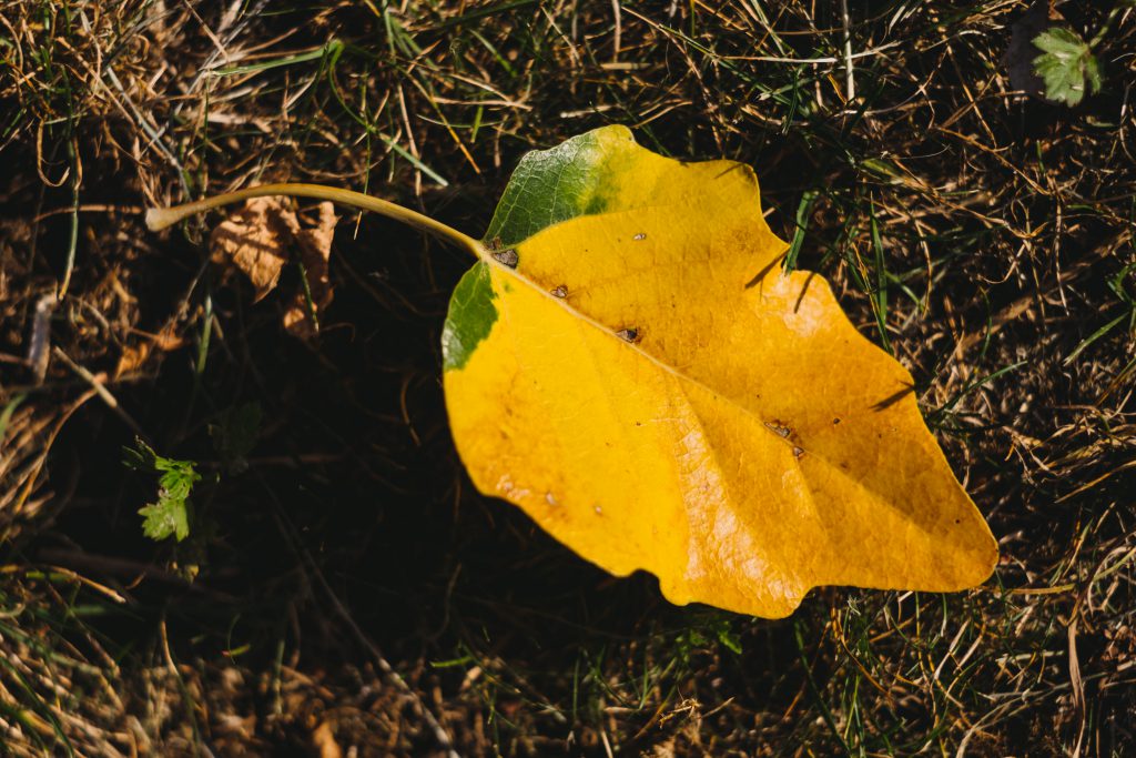 Yellow poplar leaf - free stock photo