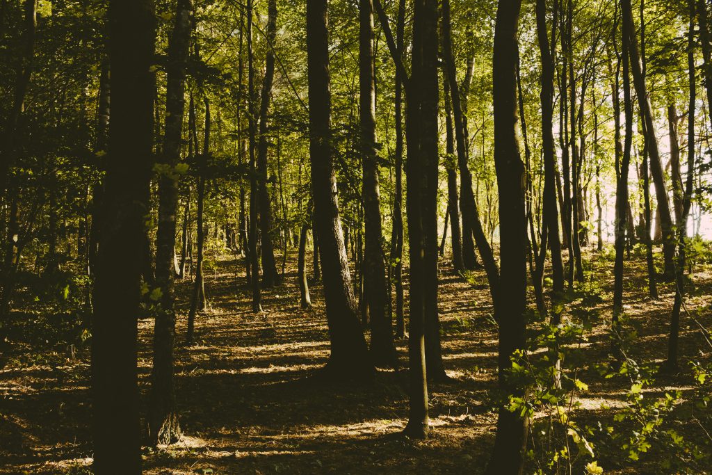 European temperate deciduous forest - free stock photo