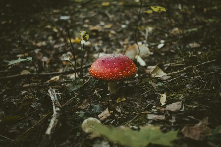 Fly agaric mushroom growing in the forest - free stock photo