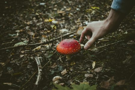 Man about to pick a fly agaric mushroom - free stock photo
