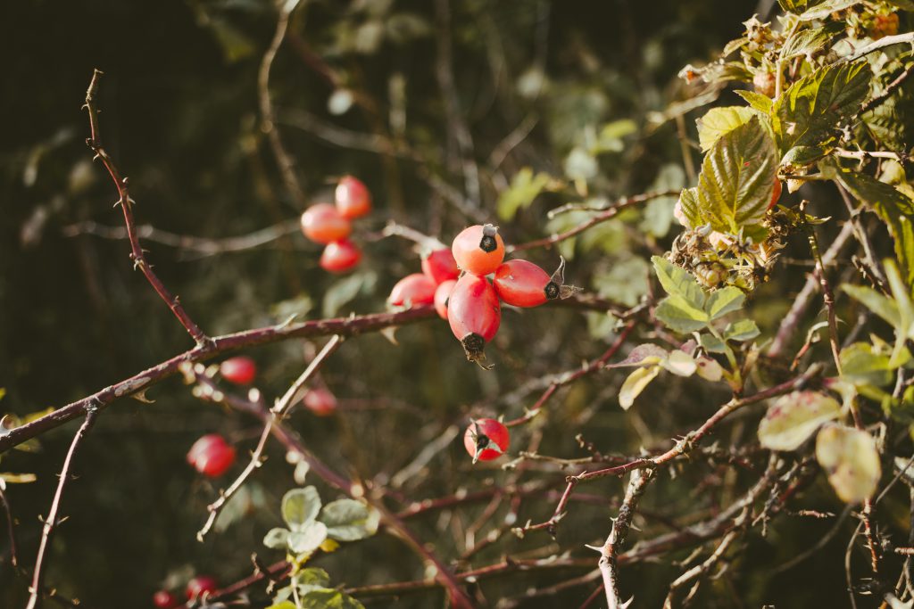 Rosehips on a dog rose bush - free stock photo