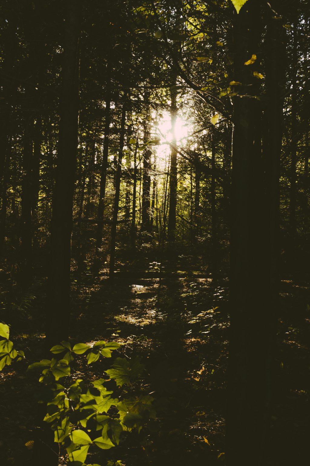 Sun shining through trees in the forest - free stock photo