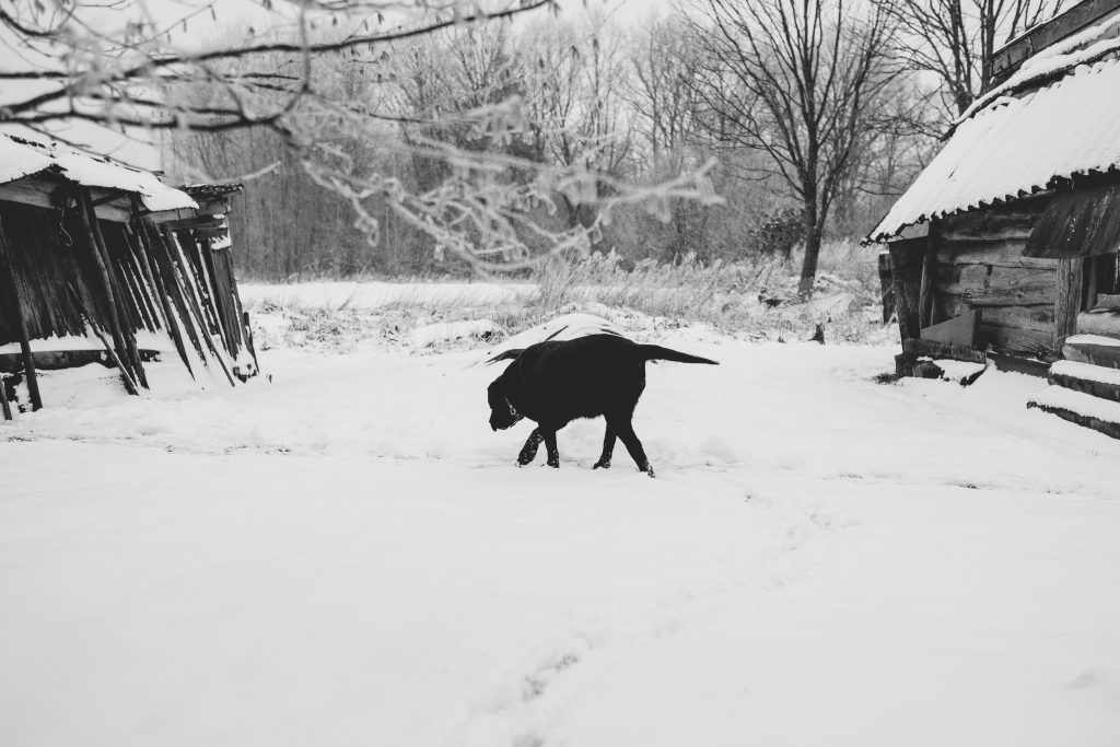 A dog walking towards a wooden shed in the countryside - free stock photo