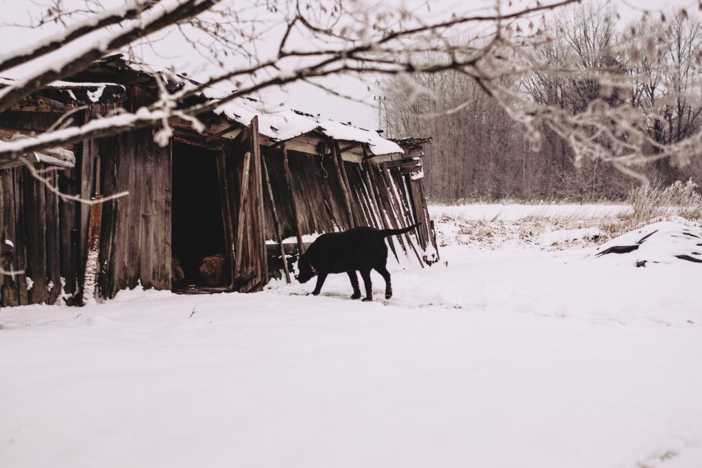 A dog walking towards a wooden shed in the countryside 2 - free stock photo