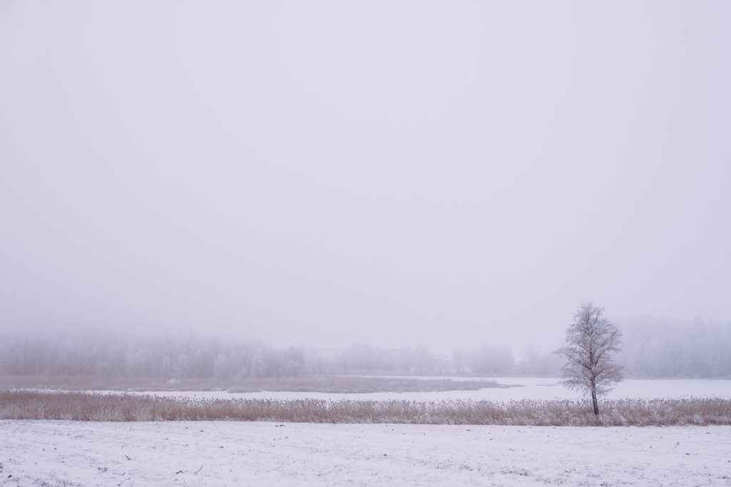 Foggy winter day in the field 3 - free stock photo