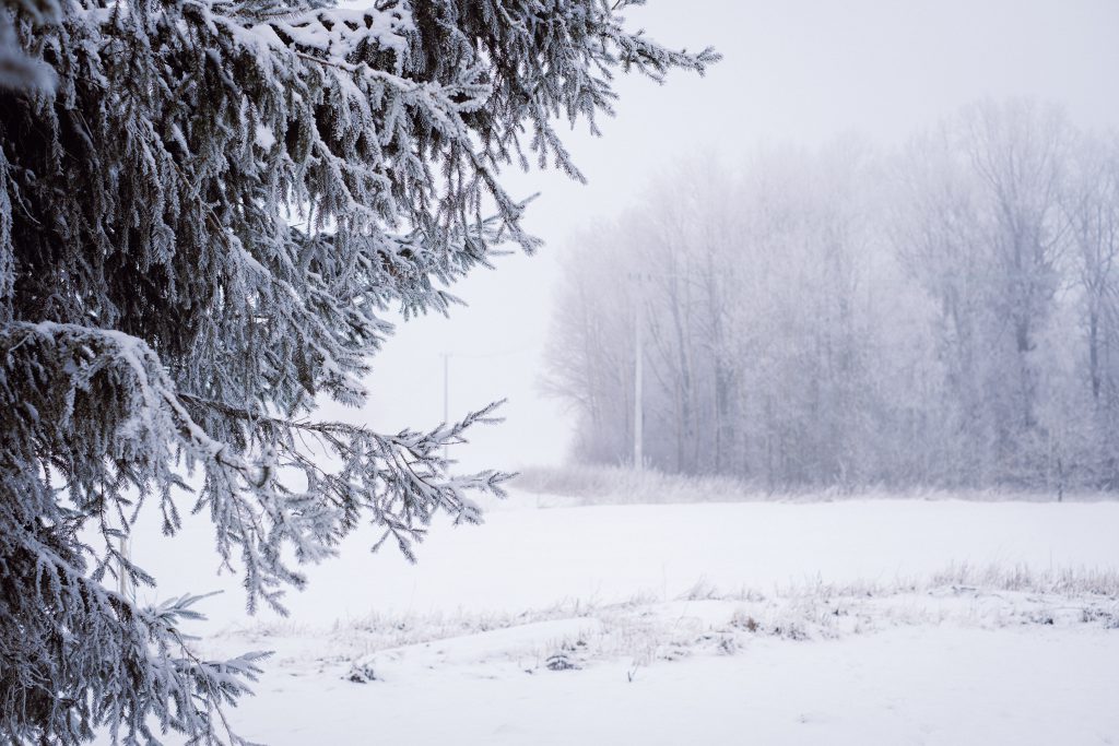 Foggy winter day in the field 4 - free stock photo