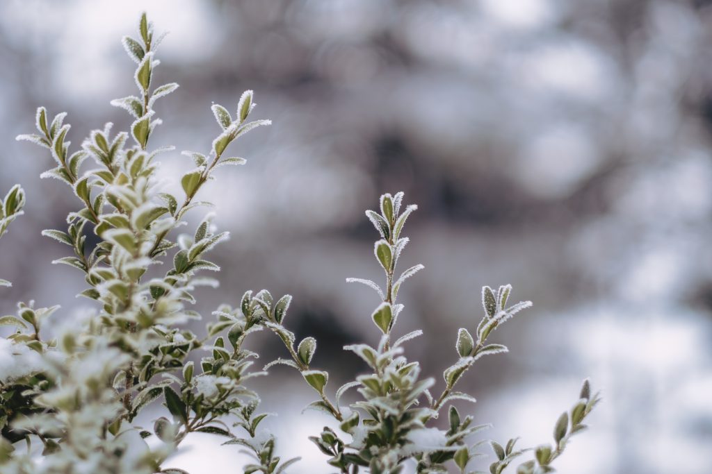 Frosted boxwood bush - free stock photo