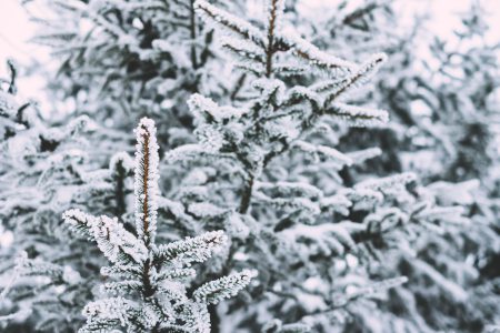 Frosted spruce 2 - free stock photo