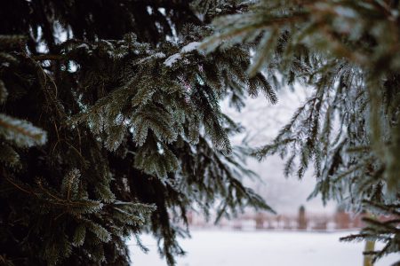 Frosted spruce 3 - free stock photo