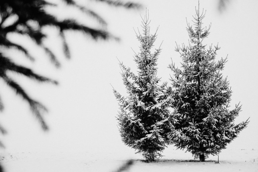 Snow covered spruce in black and white - free stock photo
