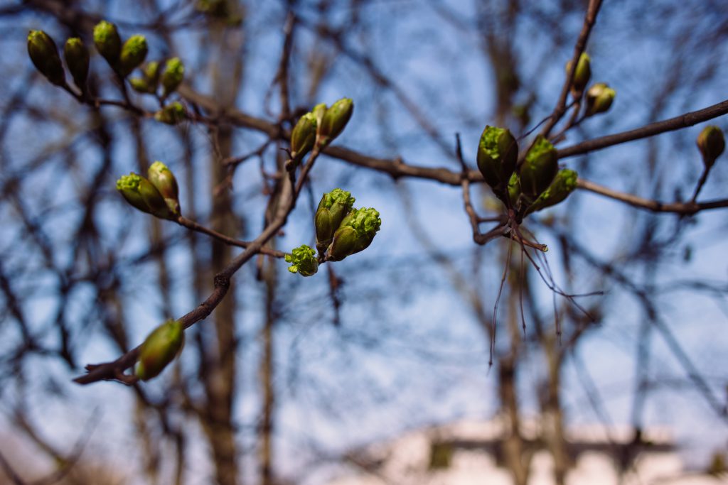 Maple tree buds - free stock photo