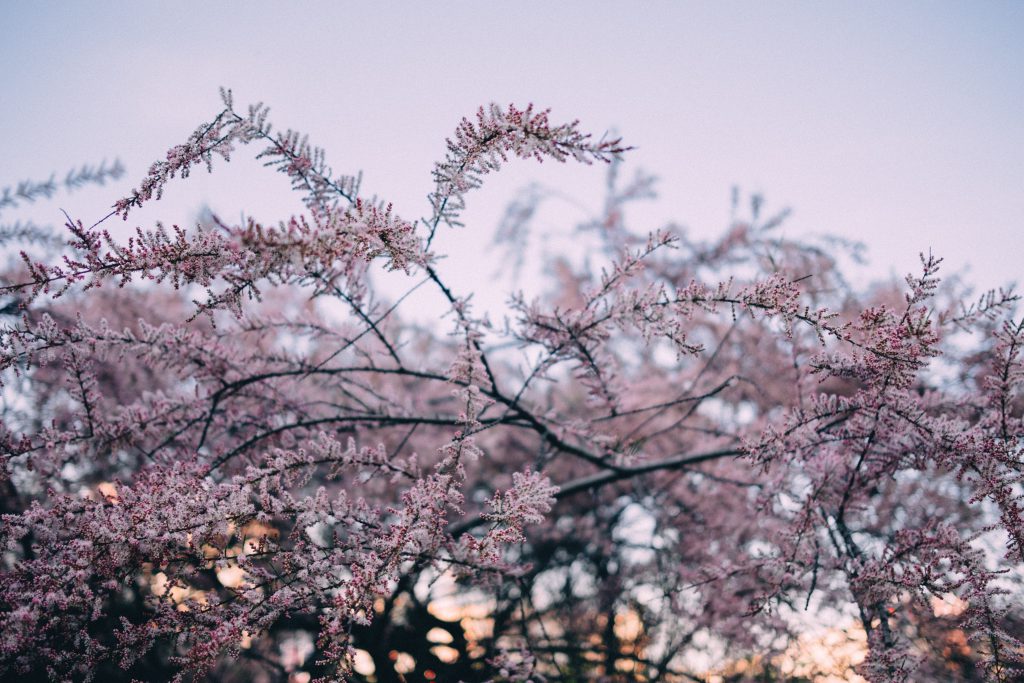 Redbud tree blossom 3 - free stock photo