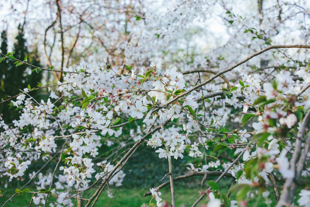 white_tree_blossom_5-1024x683.jpg