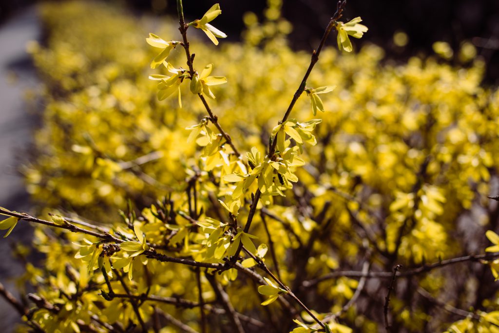 Yellow flowers 2 - free stock photo