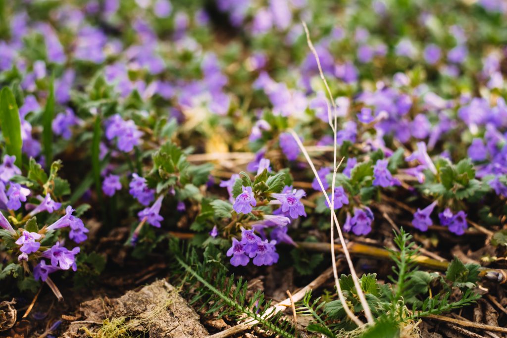 Common bugloss flowers 3 - free stock photo